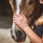 Ein Pferd vor der Einäscherung