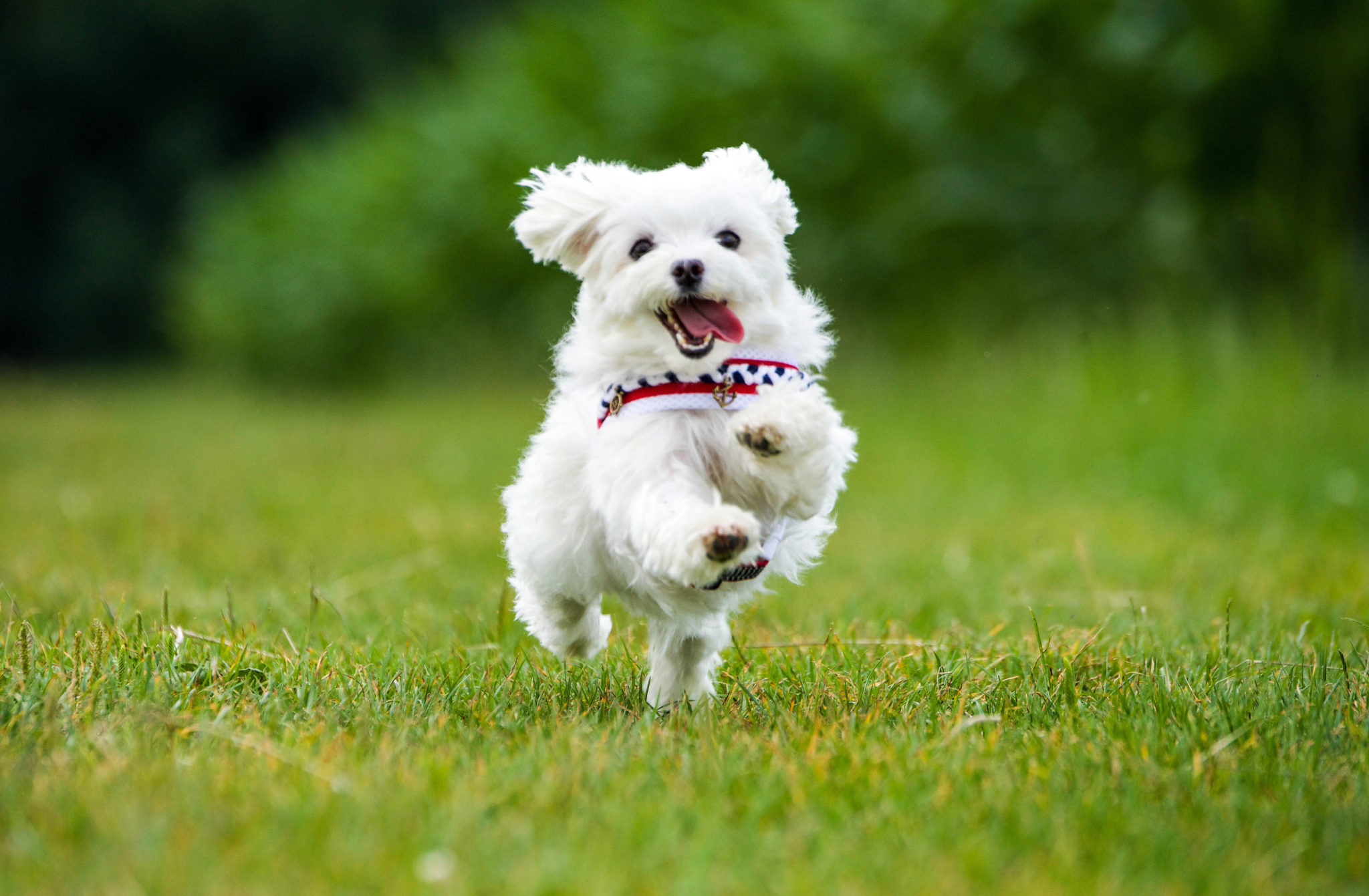 Ein laufender Hund