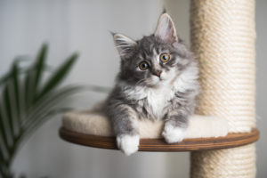 eine Katze, die in die Kamera schaut
