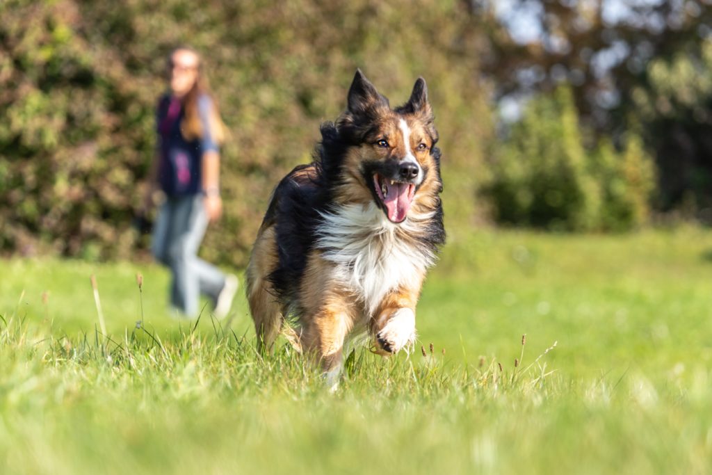 Ein Hund der über die Wiese rennt