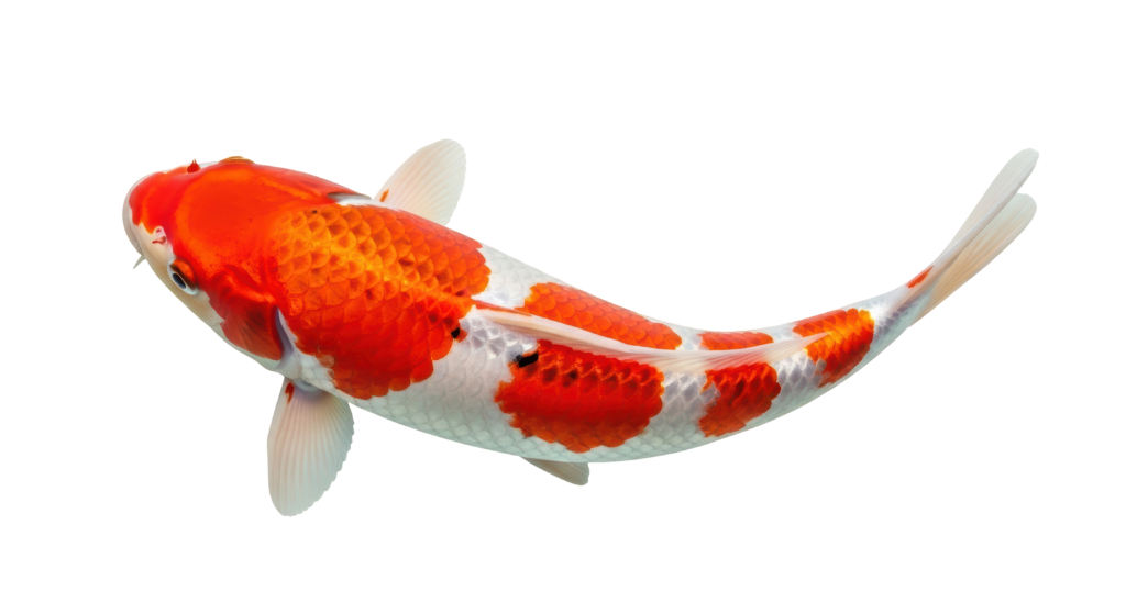 Koi-Fisch